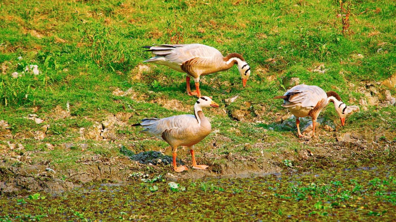 Bar-headed geese at Kaziranga National Park, Assam. Photo: istock